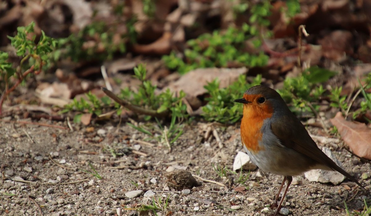 Choosing the right seed for hanging feeders