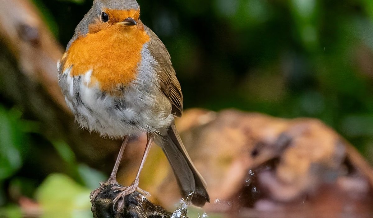 Cleaning bird feeders safely to prevent disease