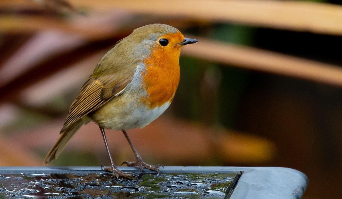 Creating a wildlife pond for garden birds
