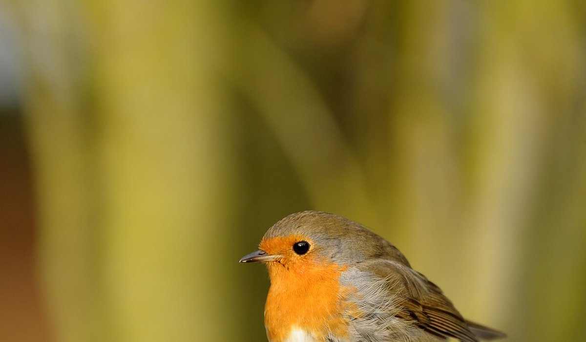 How to attract robins to a small garden