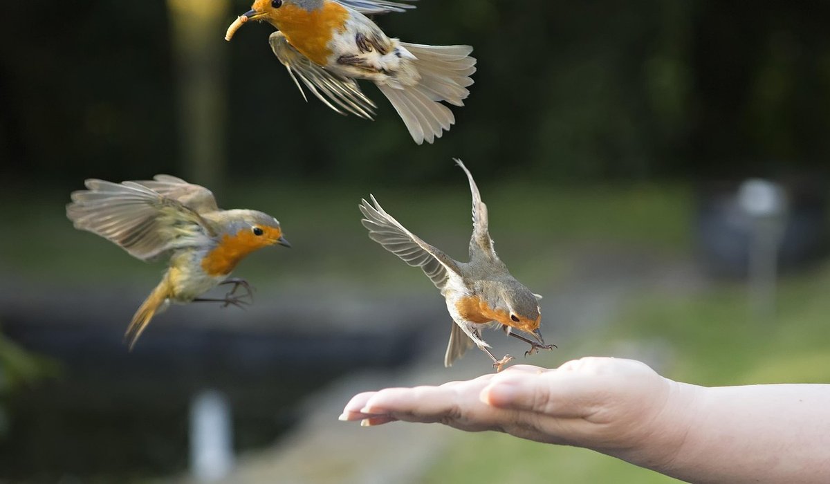Identifying common British garden birds by song