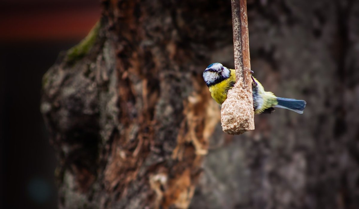 Nest boxes: siting, cleaning, and monitoring