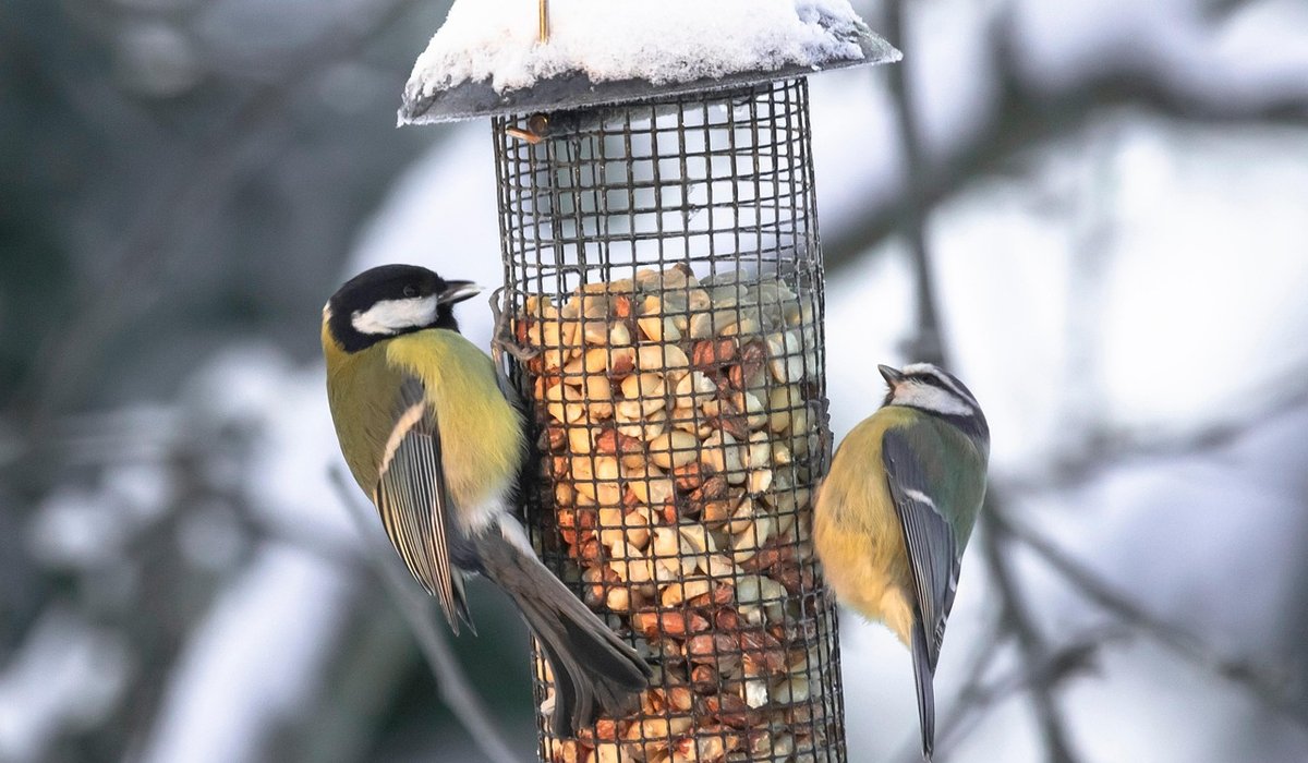 Photographing garden birds through a window
