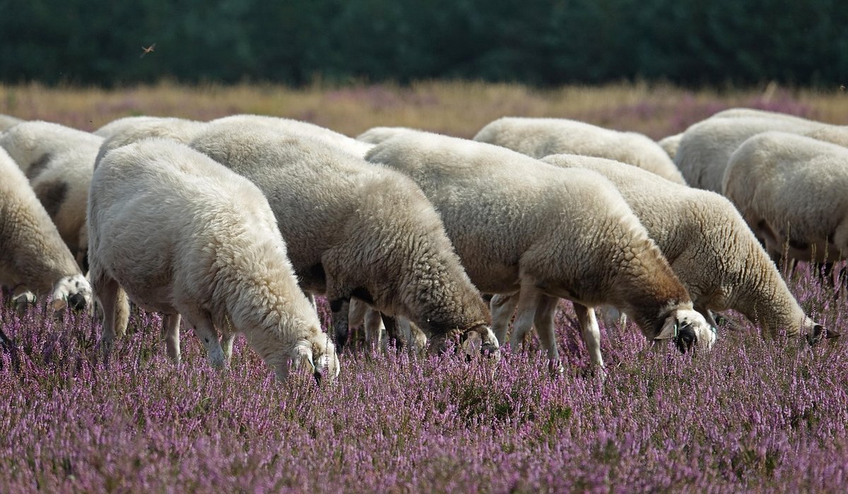 Planning a lowland heath walk for birdwatching