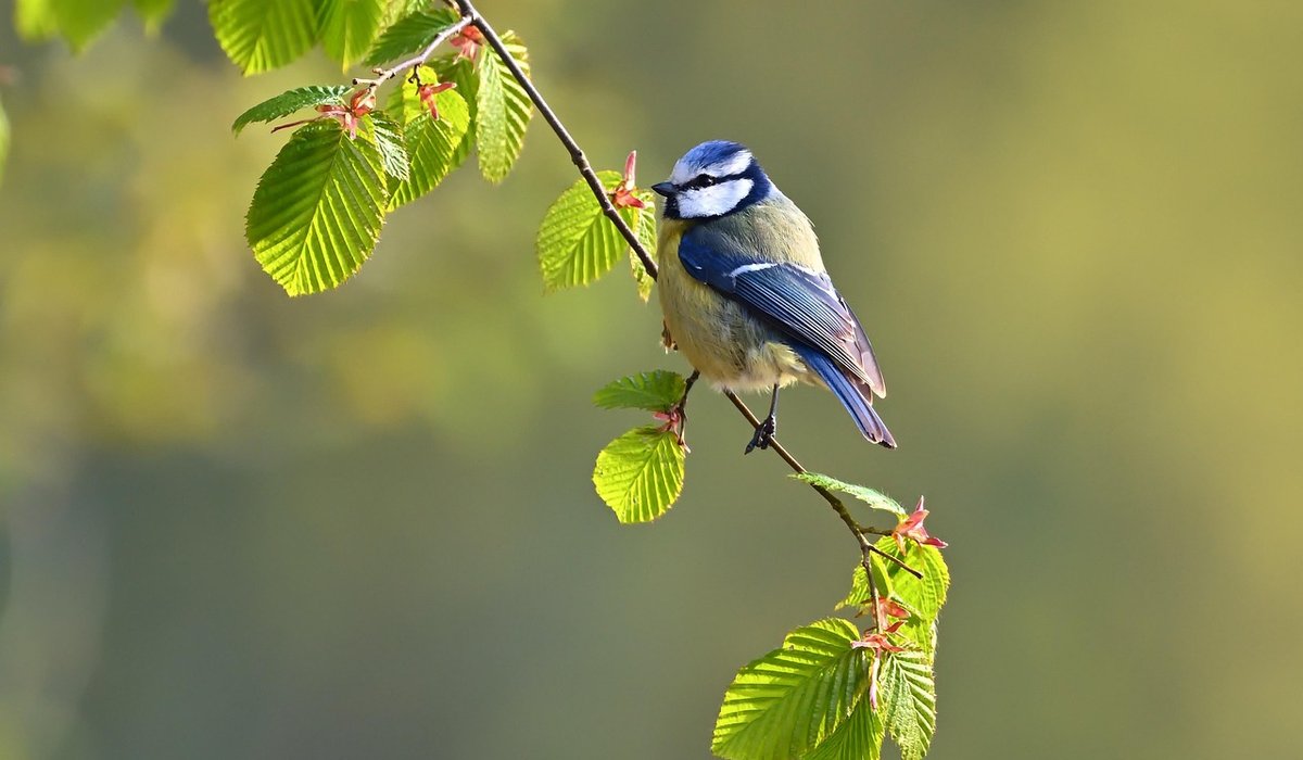 Recognising common feathers and signs in woodland