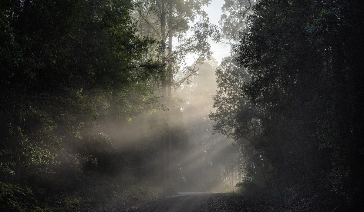 Understanding woodland layers and bird territories