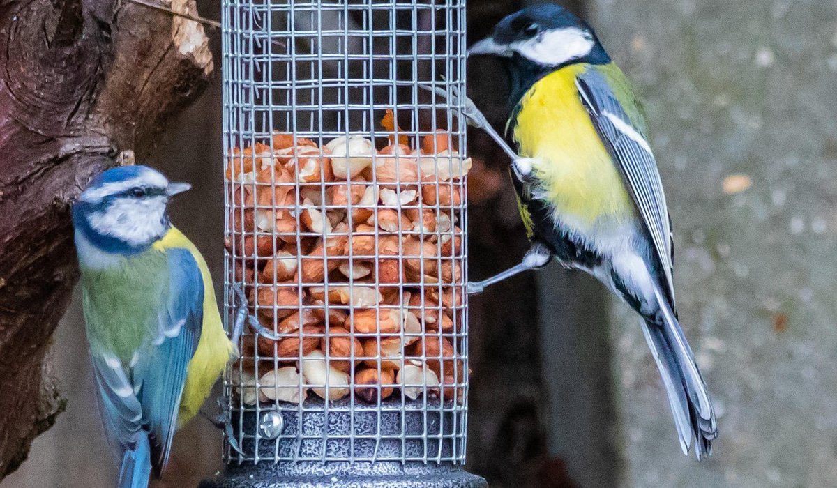 What to pack for a day's birdwatching walk